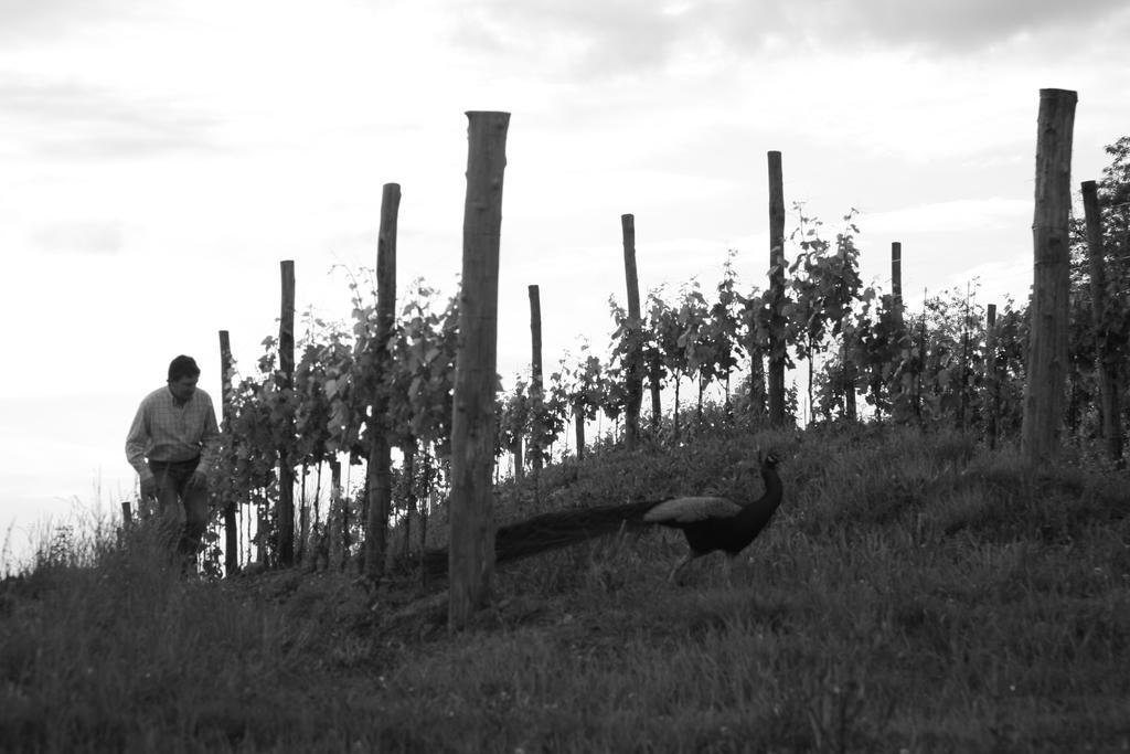 Gigante Wine & Welcome Corno di Rosazzo Exterior photo